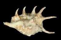 藏品(蜘蛛螺)的圖片